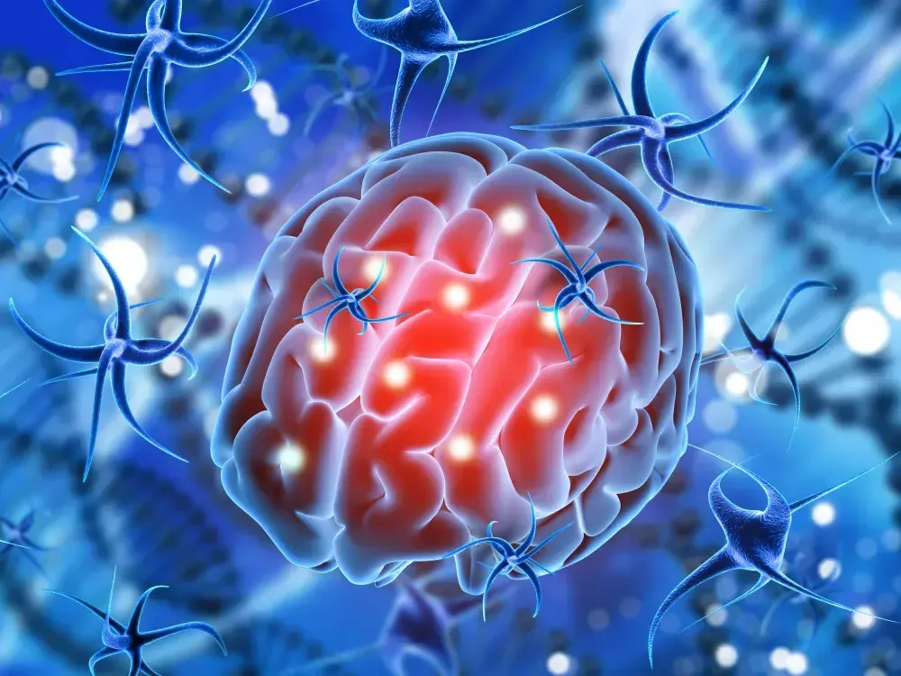 Imagem em 3D mostra a relação entre cérebro e intestino.
