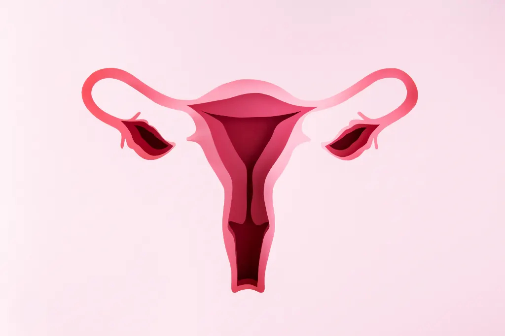 imagem do útero feminino representa a candidíase vaginal.