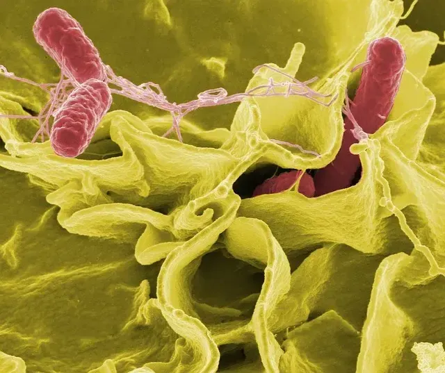 Imagem microscópica de bactéria salmonella.